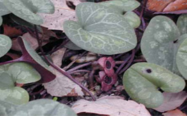 山里の植物