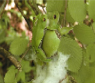 山里の植物