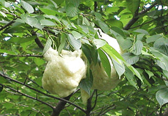 山里の植物